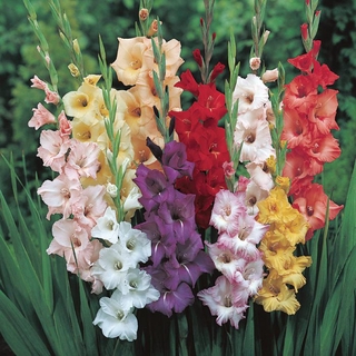 แกรนดิโอลัส (Gladiolus) หรือดอกซ่อนกลิ่นฝรั่ง คละสี 10หัว/ชุด