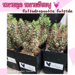 🌵💓หนามดูด หนามสีชมพู 💓🌵 Cylindropuntia fulgida  ลำต้นชอบแตกกิ่งแขนง ออกดอกตามตุ่มหนาม ดอกสีขาวอมชมพู ขนาดกระถาง 2.5 นิ้ว