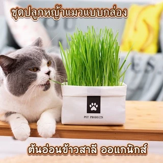 หญ้าแมวแบบกล่อง ครบชุดพร้อมปลูก ต้นอ่อนข้าวสาลี หญ้าเเมว สำหรับสัตว์เลี้ยง หญ้าแมว[มือใหม่ก็ปลูกได้ เมล็ดพันธุ์คุณภาพ]