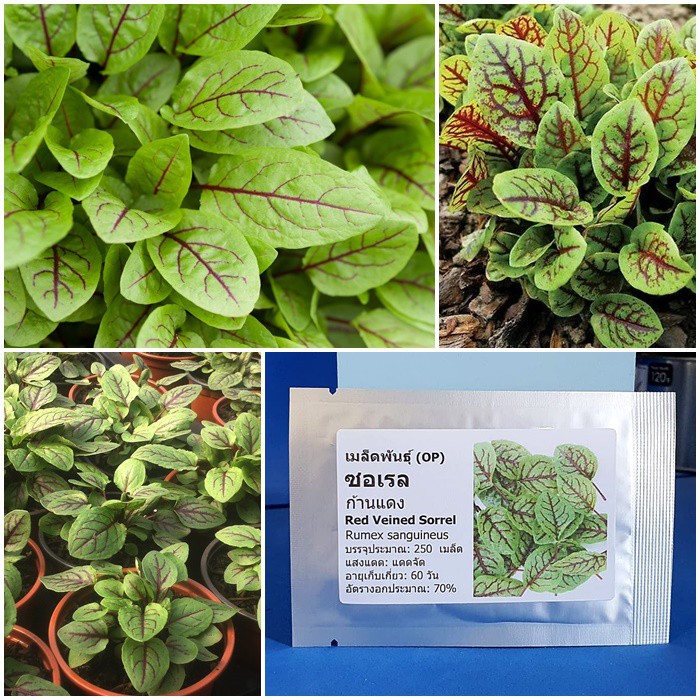 เมล็ดพันธุ์ ซอเรลก้านแดง (Red Veined Sorrel Seed) บรรจุ 250 เมล็ด คุณภาพดี ของแท้ 100%
