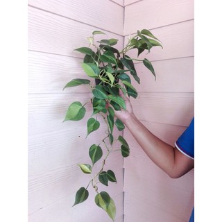 พลูบราซิล สายยาว ต้นไม้ฟอกอากาศ brasil philodendron