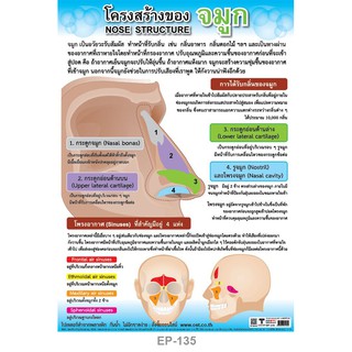 INTOP By OST Plastic Poster Nose Structure โครงสร้างของจมูก : 50x70 Cm #EP-135