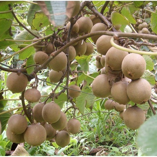 (ผู้ค้าส่งเมล็ดพันธุ์) เมล็ดพันธุ์กีวีสีทอง kiwi นำเข้าถูกที่สุด 9 บ.20 เมล็ดงอกง่ายโตไว☘️ลูกดกทานอร่อยเมล็ดพันธุ์ผักสลั