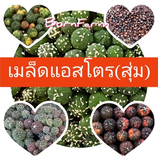 เมล็ดแอสโตร แบบสุ่ม คละทั้งด่าง&amp;ไม่ด่าง Astro Mix 30 seeds [ซอง30เมล็ด]