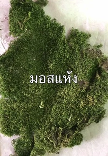 มอสแห้ง_หลายชนิด‼️ซื้อ3ฟรี1ถุง/ ซิป4x6นิ้ว‼️