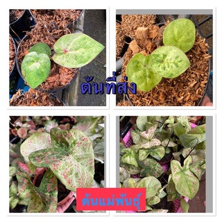 บอนสีสายพันธุ์เทพเมืองทอง กระถาง 4 นิ้วจัดส่งทั้งกระถาง