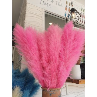 Rarin ดอกเลาย้อม สีชมพู เข้ม (เกรดส่งนอก) (จำนวน 5 ก้าน) ขนาด 90cm. เป็นดอกไม้ธรรมชาติ ดอกฟุ้งฟิ้ง ใช้ประดับห้อง  DIY