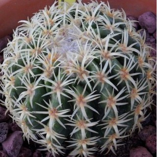 💛Echinocactus grusonii(ถังทอง) 10เมล็ด59บาท❗️