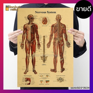 ระบบประสาท Nervous system ภาพโปสเตอร์ ร่างกายมนุษย์ สไตล์วินเทจ เพื่อการศึกษาเรียนรู้ ตกแต่งบ้าน คลีนิค โรงเรียน