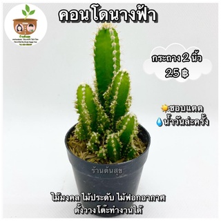 ต้นคอนโดนางฟ้า จัดส่ง 2 ต้นขึ้นไป คละแบบได้ ต้นไม้มงคลจิ๋ว