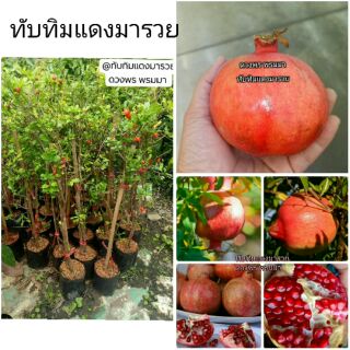 😊#ต้นทับทิมแดงมารวย #ทับทิมหวาน