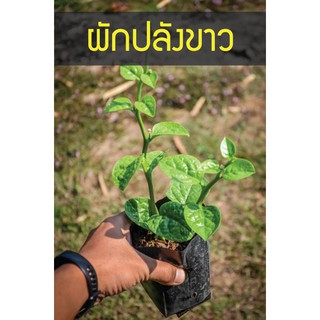 ผักปลัง (พันธ์ใบอวบใหญ่) ขาวอวบมากมาย ต้น10-15 ซม รากเดินพร้อมปลูก