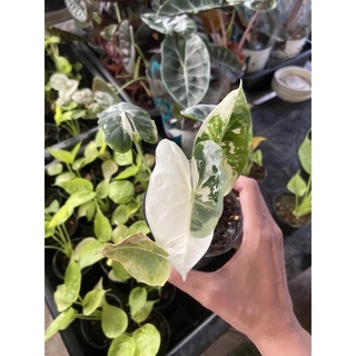 Alocasia frydek variegated​ อโลคาเซีย #ฟรายเด็กซ์ด่าง​ #frydex frydek​ ด่าง