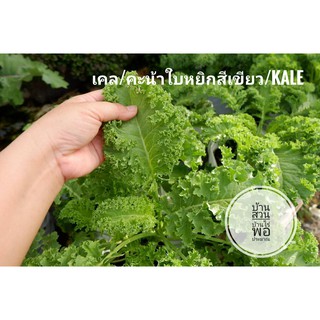 เมล็ดพันธุ์ผัก เคล Kale หรือ คะน้าใบหยิกสีเขียว 100เมล็ด