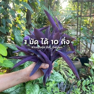 หัวใจสีม่วง ว่านกาบหอย ตัดกิ่งสด ขายเป็นชุด ได้10กิ่ง ตัดสดจากสวนก่อนส่ง
