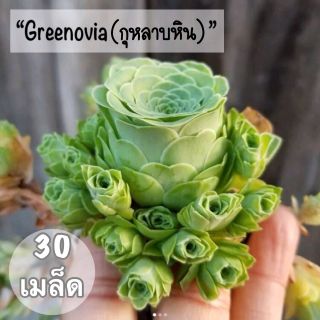 เมล็ดพันธุ์ ไม้อวบน้ำ "Greenovia"(กุหลาบหิน) 30 เมล็ด