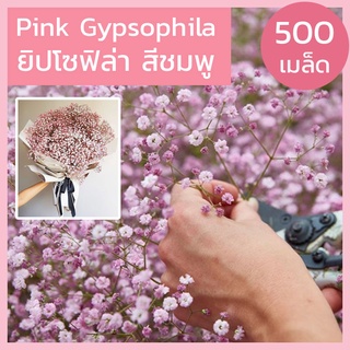 [500+เมล็ด] เมล็ดพันธุ์ ยิปโซฟิล่า สีชมพู / สีขาว เมล็ดพันธุ์ยิปโซ Pink Gypsophila เมล็ดยิปโซ ฟิลล่า พิงค์ พันธุ์แท้