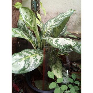 เกล็ดมรกต,1ต้น เกล็ดมังกรสูง&gt;35cm. ส่งทั้ง1กระถางดำ5-6นิ้ว อโกลนีม่า Aglaonema.