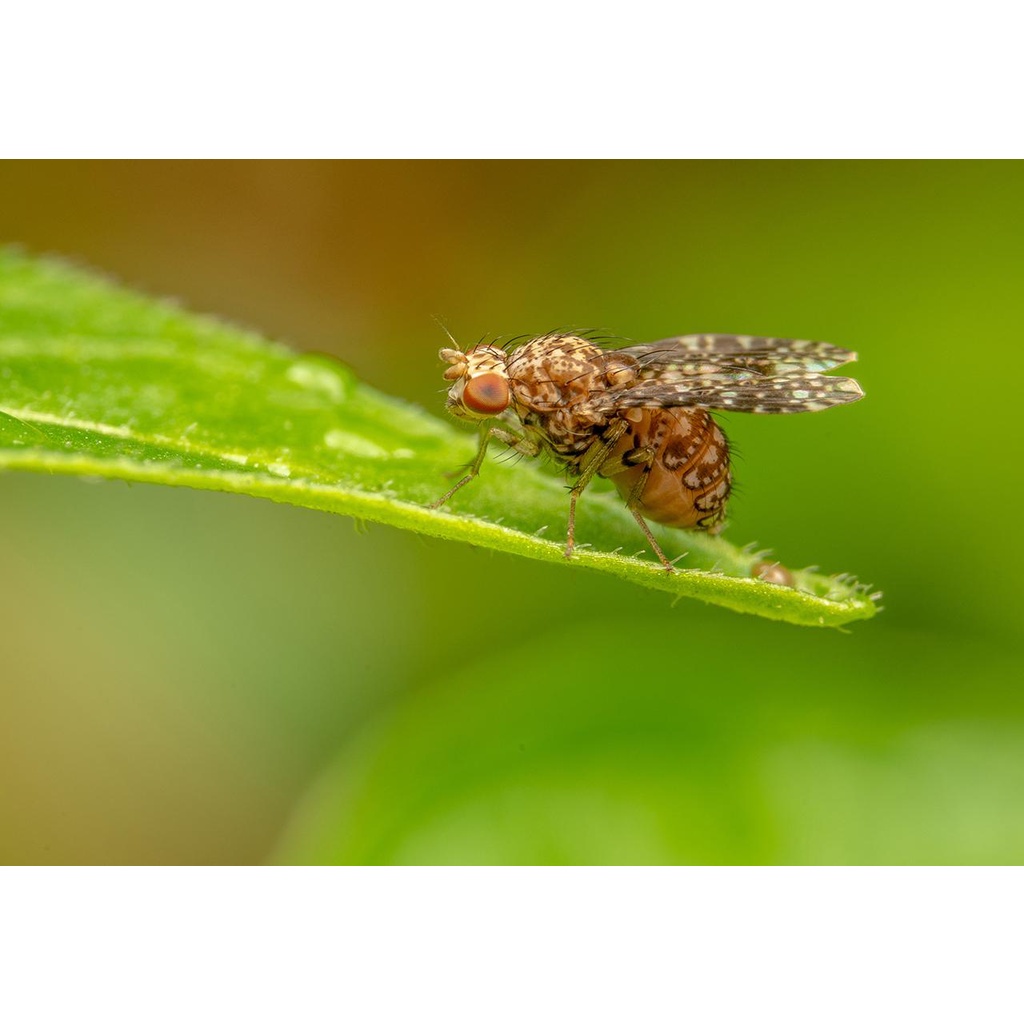 รูปภาพ 8