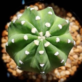 อิชินอฟนูฟด้า แคคตัส cactus กระถาง2.5นิ้ว