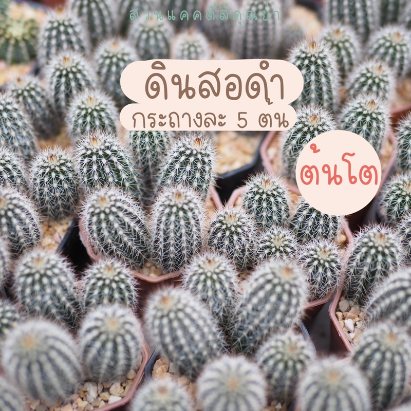 ดินสอดำ แคคตัส แบบพอต ต้นโต พร้อมจะให้ดอกแล้วค่ะ ส่งทั้งกระถาง กระถาง 2”