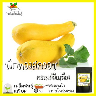 เมล็ดพันธุ์ ฟักทองสควอซ คอหงส์สีเหลือง 30 เมล็ด Yellow Crookneck Squash Seed เมล็ดพันธุ์แท้ นำเข้าจากต่างประเทศ ฟักทอง