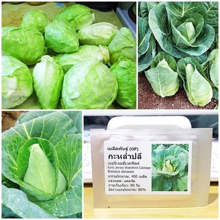 เมล็ดพันธุ์ กะหล่ำปลี เออรี่เจอซี่เวคฟิลด์ (Early Jersey Wakefield Cabbage Seed) บรรจุ 400 เมล็ด คุณภาพดี ของแท้ 100%