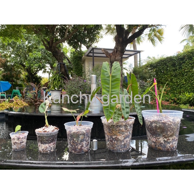 กระถางใส กระถางต้นไม้ใส กระถางต้นไม้พลาสติกใส 透明花盆3นิ้ว(7cm), 4นิ้ว(10cm), 5นิ้ว(13cm), 6นิ้ว(15cm), 7นิ้ว(18cm) 1ใบ(一个)