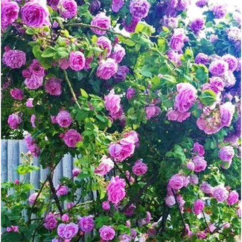 100 เมล็ดพันธุ์ กุหลาบเลื้อย สีม่วง Purple Climbing Roses Seeds ดอกไม้ คุณภาพ ต้นดอกไม้สวยๆ เมล็ดดอกไม้ ต้นไม้มงคล บอนไซ