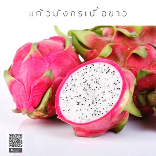 แก้วมังกร  DRAGON FRUIT ขนาด 2-3 ลูกต่อกิโล ผลไม้ต่างประเทศ ผลไม้สด สดใหม่ แคลอรี่ต่ำ จัดส่งไว