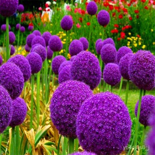 （อัตราการปลูกสูง）Purple Allium flower seed เมล็ดพันธุ์ ต้นไม้ประดับ ต้นไม้มงคล ไม้ประดับ พันธุ์ไม้ เมล็ดผัก ผักสวนครัว ด