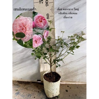 กุหลาบ​ เซ้นท์​อีเทลเบอร์ก้า​ (St.Ethelburga​ rose)​