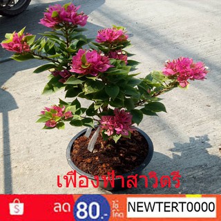 ต้นเฟื่องฟ้าสาวิตรี Bougainvillea hybrid กระถาง 11นิ้ว