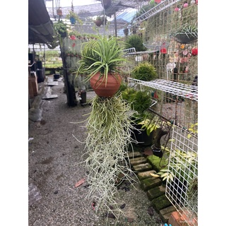 TI5 REAL LIVE IONANTHA WITH CERAMIC POT &amp; SPANISH MOSS AIR PLANT, LOCAL READY STOCK, DECO PLANT, POKOK HIDUP AIRPLANT (H