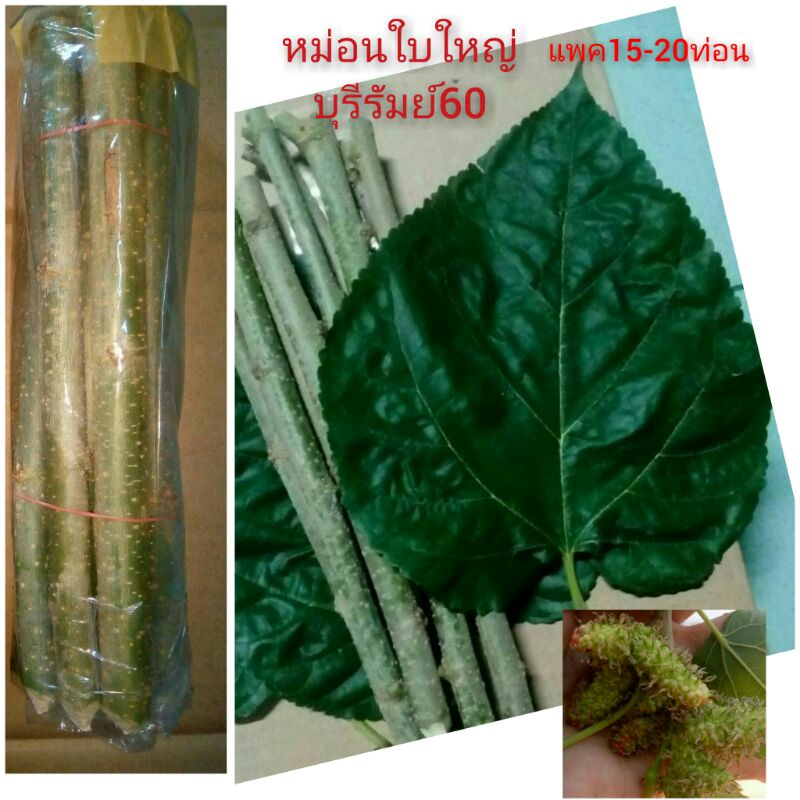 ท่อนพันธุ์ หม่อนบุรีรัมย์60 จัดชุดท่อนใหญ่10ท่อน,คละขนาดท่อนเล็ก20ท่อน+แถมเพิ่ม