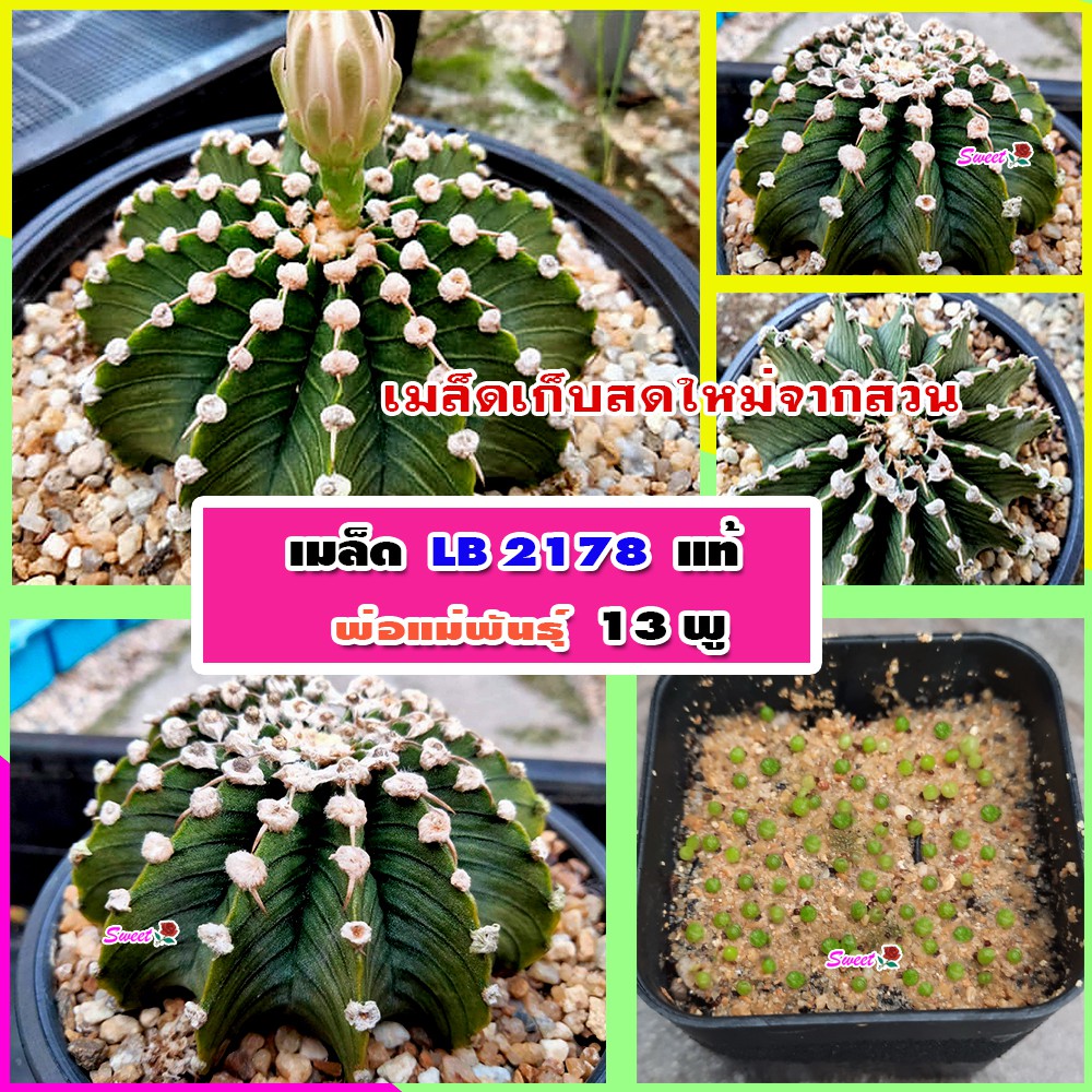เมล็ด LB2178 แท้ 13พู ผสมกับพ่อแม่ 13พู สายพันธุ์ดี 🌵เมล็ดกระบองเพชร เมล็ดแคคตัส Cactus Seed