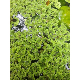 แหนแดง #Azolla pinnata#อาหารปลา ทดแทนปุ๋ยยูเรีย ตรึงไนโตรเจน