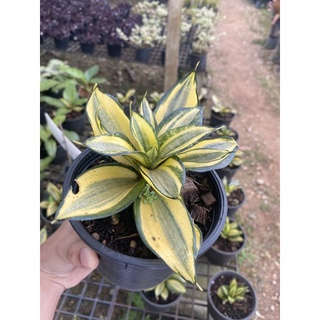 ต้นลิ้นมังกรแคระ (Golden Hahnii) ต้นไม้ฟอกอากาศสไตล์มินิมอล ปลูกง่าย 1ต้น/แพค