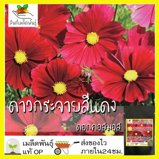 เมล็ดพันธุ์ ดอกดาวกระจาย สีแดง 200 เมล็ด Red Dazzler Cosmos Flower Seed เมล็ดพันธุ์แท้ นำเข้าจากต่างประเทศ ปลูกผัก โตไว