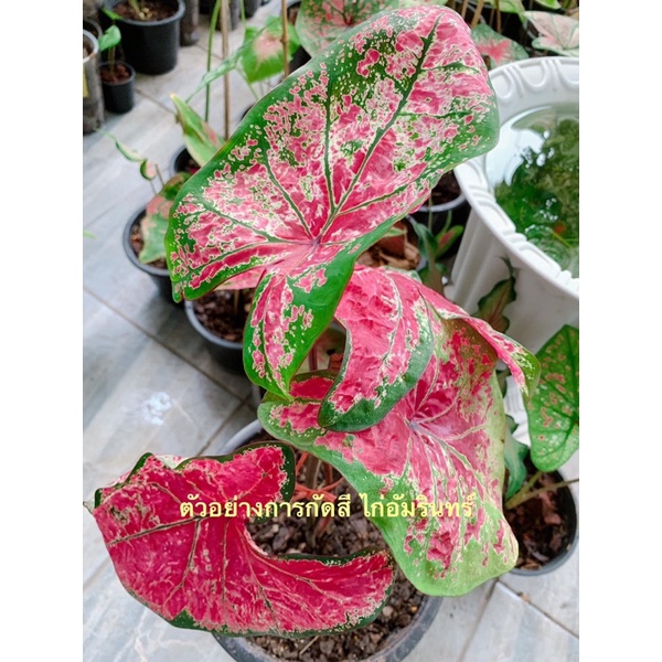 บอนสีไก่อัมรินทร์ กัดสีแล้วสวยมาก
