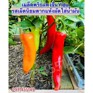 เมล็ดพันธ์พืช พริกแดงจีน เมล็ด Cherry Pepper