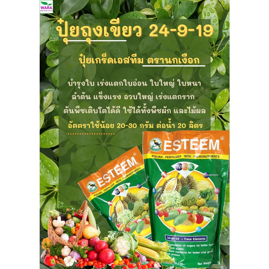 ปุ๋ยเกร็ดเอสทีมเขียว ตรานกเงือก 24-9-19 เร่งใบ ใบเขียว ใบหนาบำรุงลำต้นลำต้นใหญ่ เร่งแตกใบอ่อนเร่งแตกยอด เร่งใบแก่ทุเรียน
