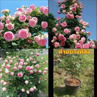 (1ต้น) ต้น ดอก กุหลาบ เลื้อย เฟิร์ส เลดี้ เฟิสเลดี้ เฟิส เลดี้  first lady rose buncha