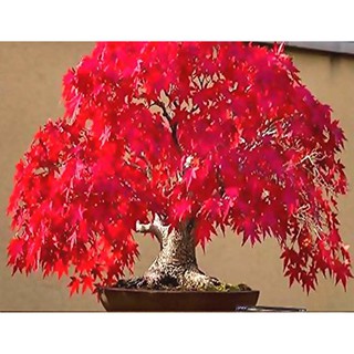 ขายส่ง เมล็ดพันธุ์เมเปิลแดงญี่ปุ่น Japanese Red Maple ต้นเมเปิลญี่ปุ่น ก่วมแดง เมล็ดพันธุ์นำเข้า