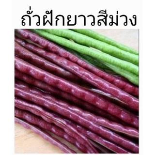 เมล็ดพันธุ์ เมล็ดถั่วฝักยาว ถั่วฝักยาวสีม่วง ถั่วฝักยาวสีแดง