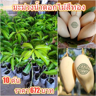 ต้นพันธุ์มะม่วงน้ำดอกไม้สีทอง 10 ต้น 672 บาท รับประกันสายพันธุ์แท้ ผลสีทองหวานอร่อย ติดผลภายใน 1 ปี สินค้าพร้อมส่ง