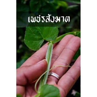 เพชรสังฆาต ต้นไม้สำหรับปลูกพร้อมลงดิน