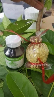 ของแท้ เจลเร่งราก Amazing Gro ขวดใหญ่150ml เข้มข้นได้ผลจริง น้ำยาเร่งราก Rooting gel เร่งราก