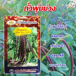 เมล็ดถั่วพุ่มม่วง Purple Bush Bean เมล็ดพันธุ์ถั่วพุ่มม่วง เมล็ดถั่วพุ่ม ถั่วพุ่มม่วง ตราภูเขาทอง