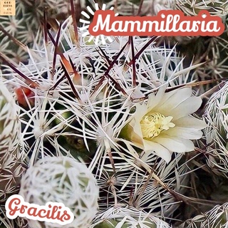 [ตุ๊กตาญี่ปุ่นหนามยาว] Mammillaria Gracilis ส่งพร้อมกระถาง แคคตัส Cactus Succulent Haworthia Euphorbia ไม้หายาก